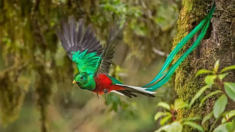 Resplendent quetzal perched in a cloud forest tree during a quetzal birdwatching tour in Monteverde Costa Rica